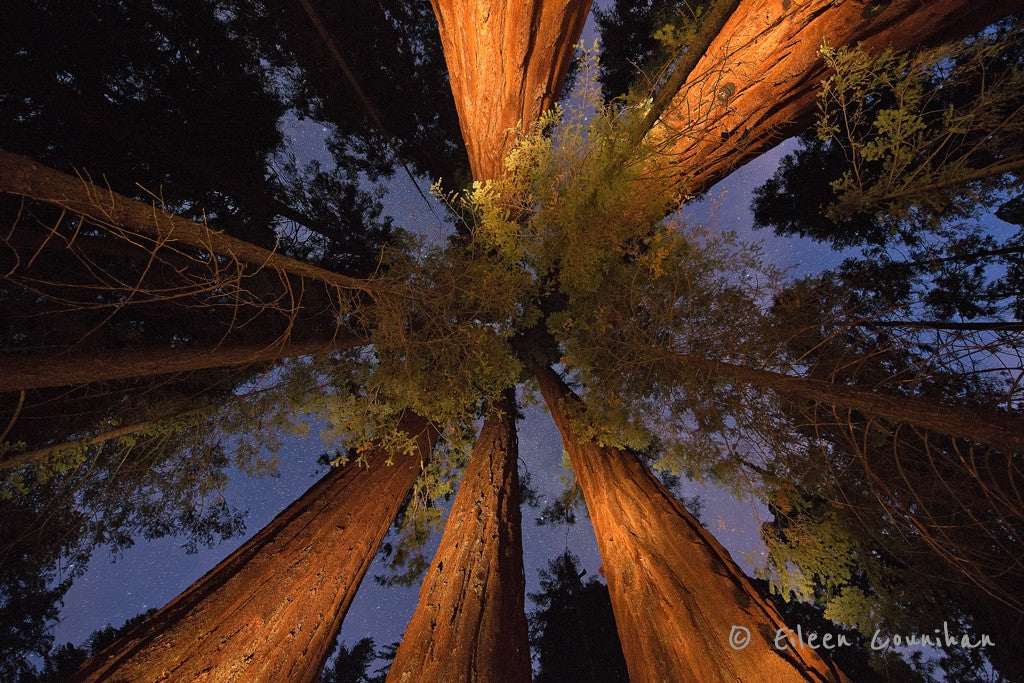 Indigo Woods, Sequoia National Forest