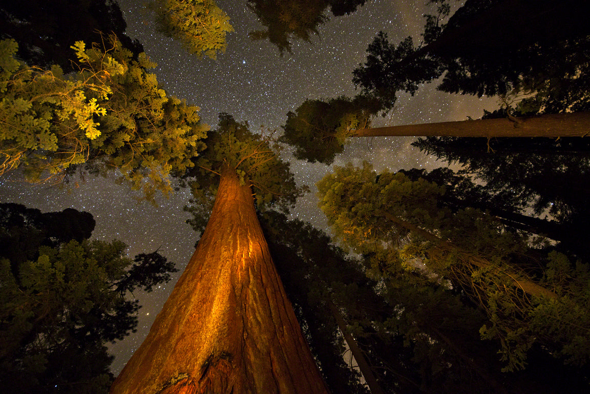 Big Red - Sequoia National Forest California