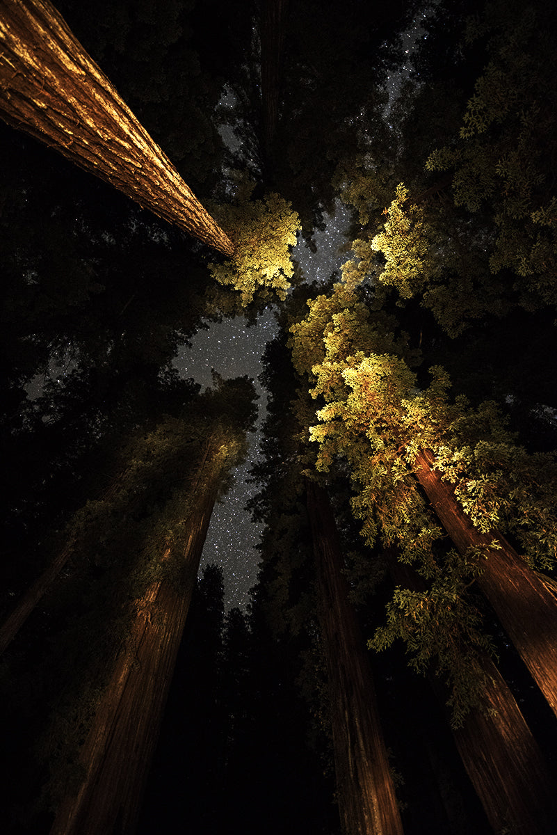 Humboldt Redwoods 1, California