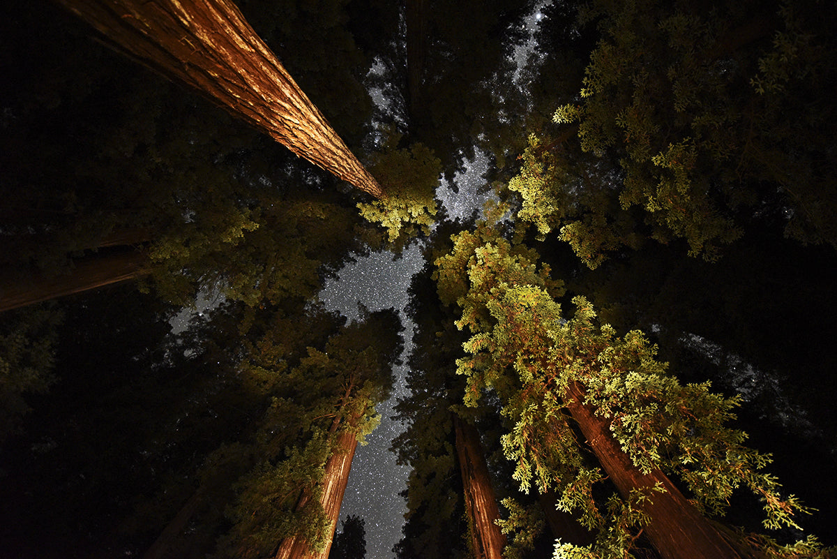 Humboldt Redwoods 2, California