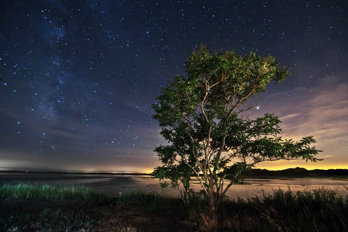 Marsh Tree, Provincetown